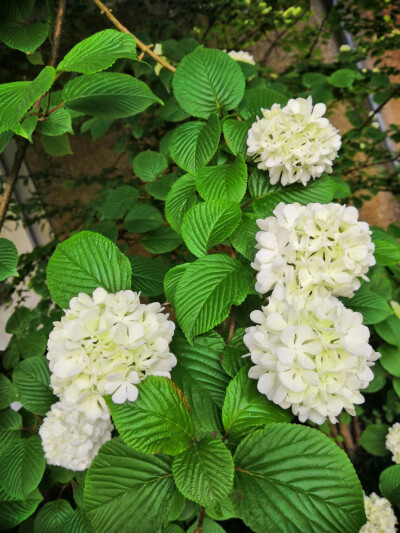 正是红稀绿暗时，花如圆玉莹无疵。
何人团雪高抛去，冻在枝头春不知。
——《正绣球花》宋·顾逢