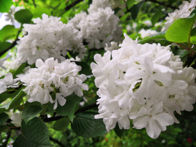 高枝带雨压雕栏，一蒂千花白玉团。
怪杀芳心春历乱，卷帘谁向月中看。
——《绣球花》明·谢榛