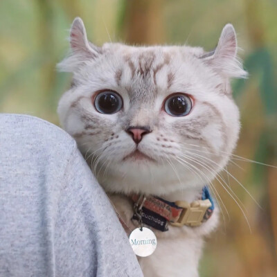 「萌宠头像」猫猫 狗狗