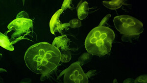 ‍绿色自然风景护眼动态壁纸-Mac壁纸 
绿色让人充满无限希望，绿色象征着快乐和愉悦的心情，分享一组精选绿色护眼高清桌面壁纸，希望小伙伴们能够喜欢。 欢迎到macw.com下载！