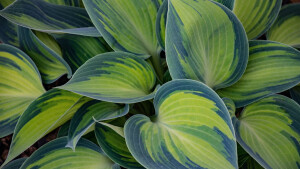 ‍绿色自然风景护眼动态壁纸-Mac壁纸 
绿色让人充满无限希望，绿色象征着快乐和愉悦的心情，分享一组精选绿色护眼高清桌面壁纸，希望小伙伴们能够喜欢。 欢迎到macw.com下载！