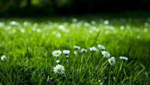 ‍绿色自然风景护眼动态壁纸-Mac壁纸 
绿色让人充满无限希望，绿色象征着快乐和愉悦的心情，分享一组精选绿色护眼高清桌面壁纸，希望小伙伴们能够喜欢。 欢迎到macw.com下载！