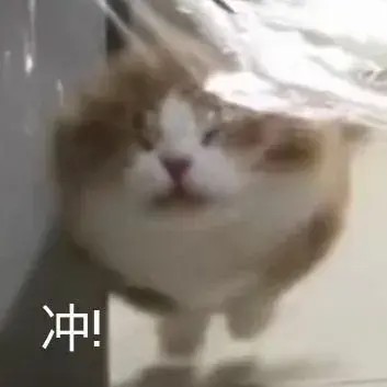 搞笑表情，猫