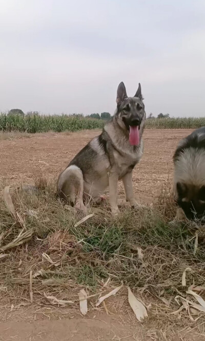 优秀国产犬老版狼青犬