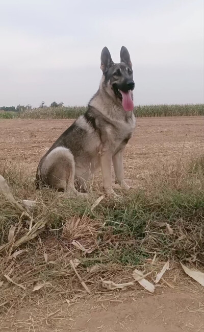 优秀国产犬老版狼青犬