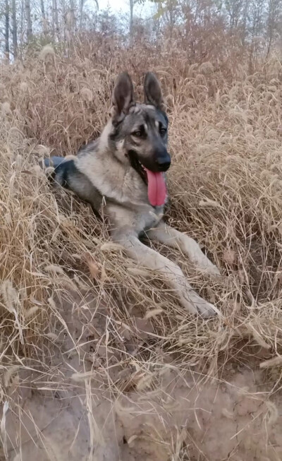 优秀国产犬老版狼青犬