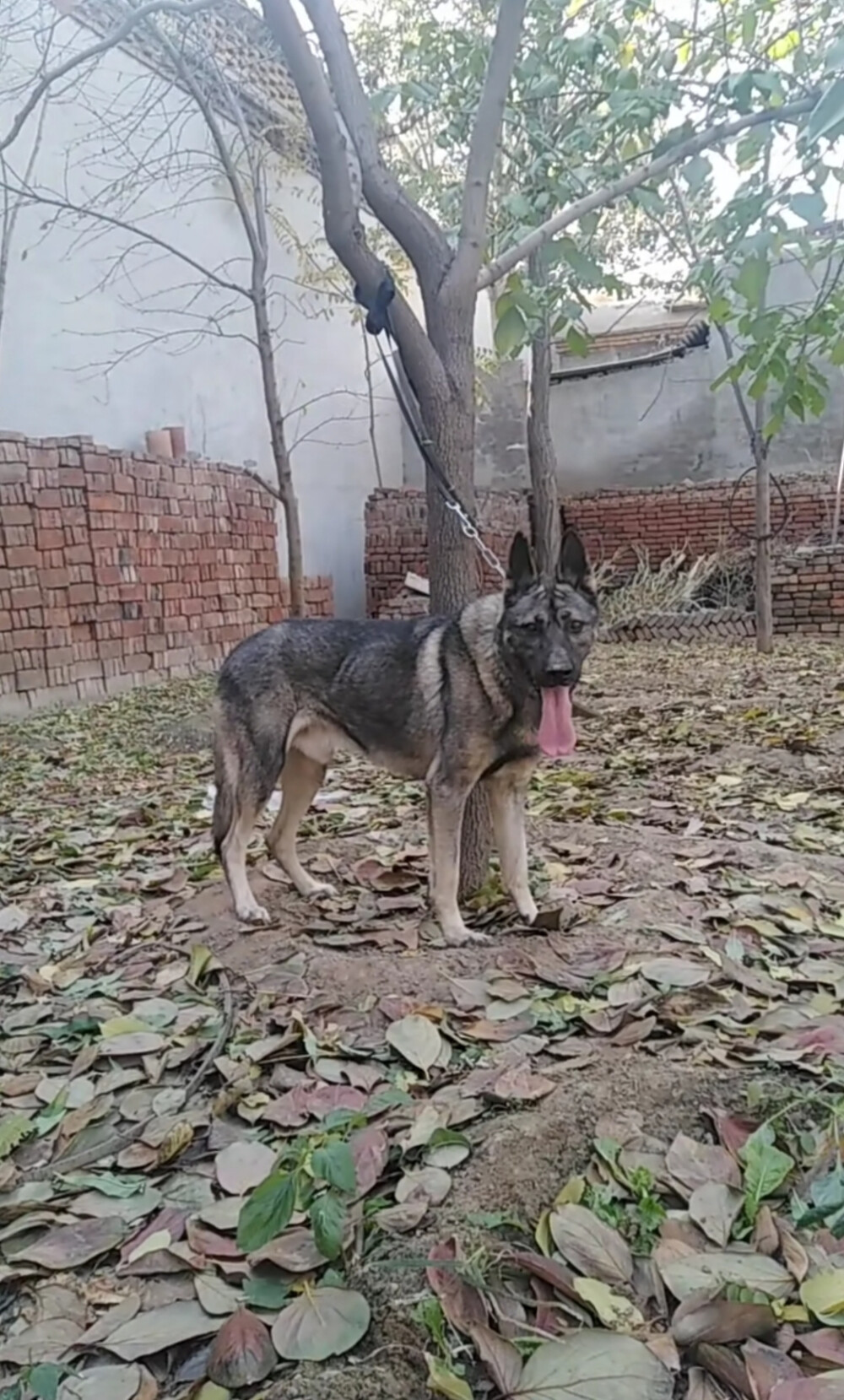 优秀国产犬老版狼青犬