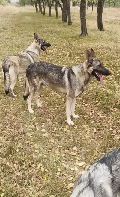 国内犬种老版狼青犬