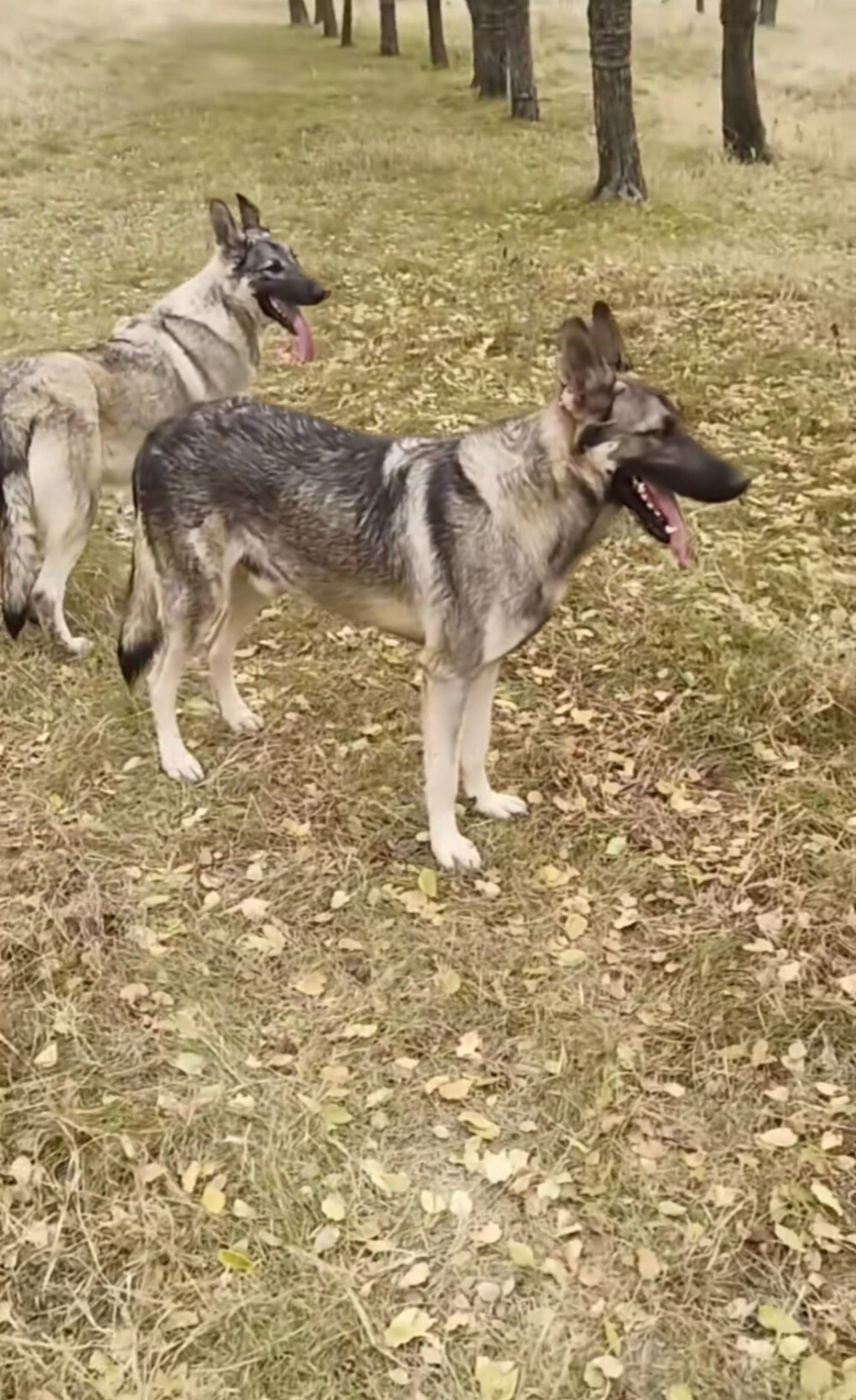 国内犬种老版狼青犬