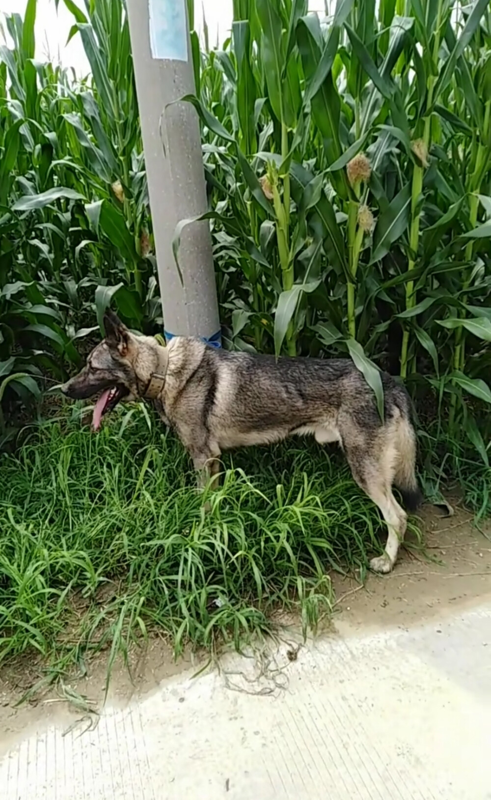 国内犬种老版狼青犬