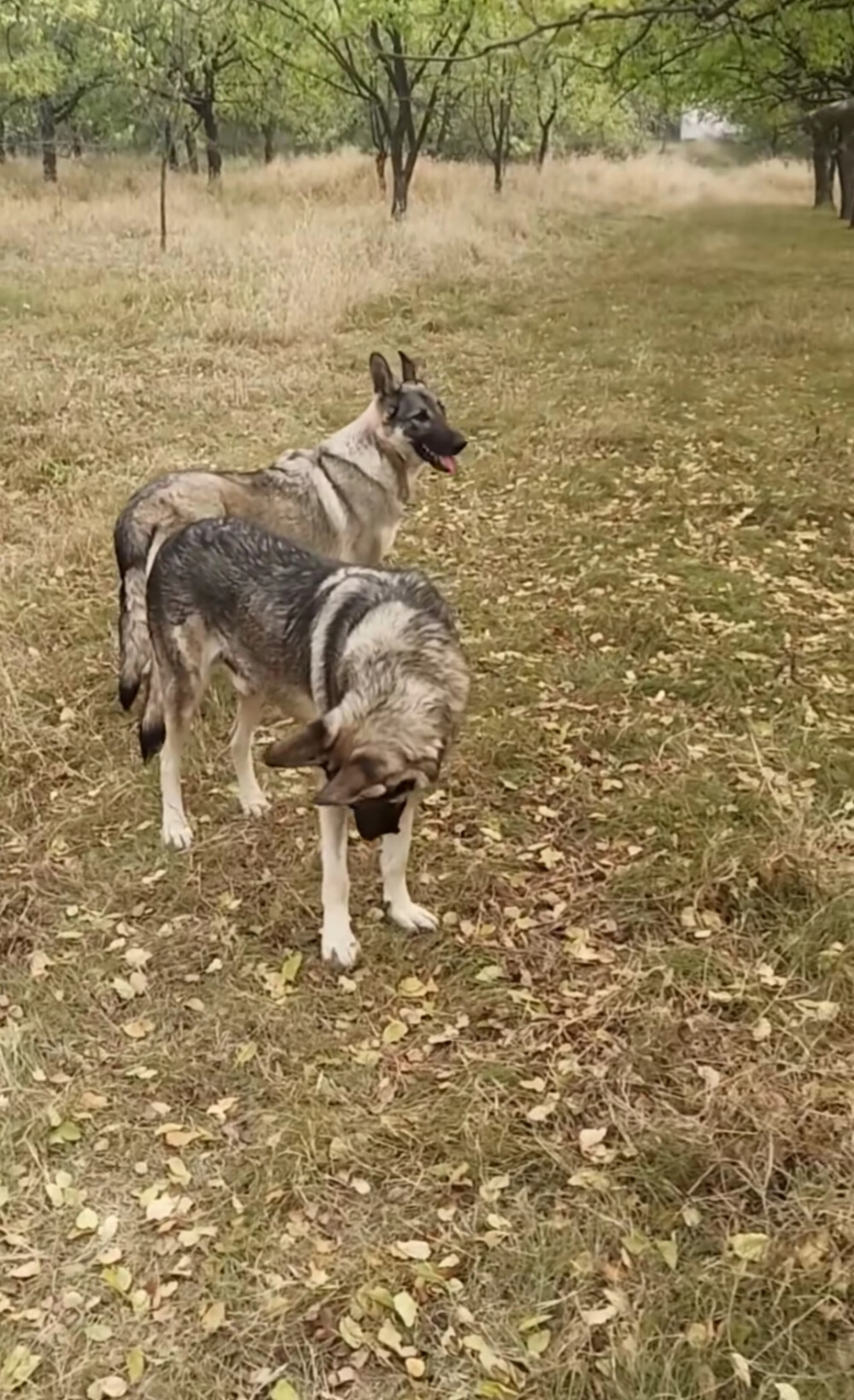 国内犬种老版狼青犬