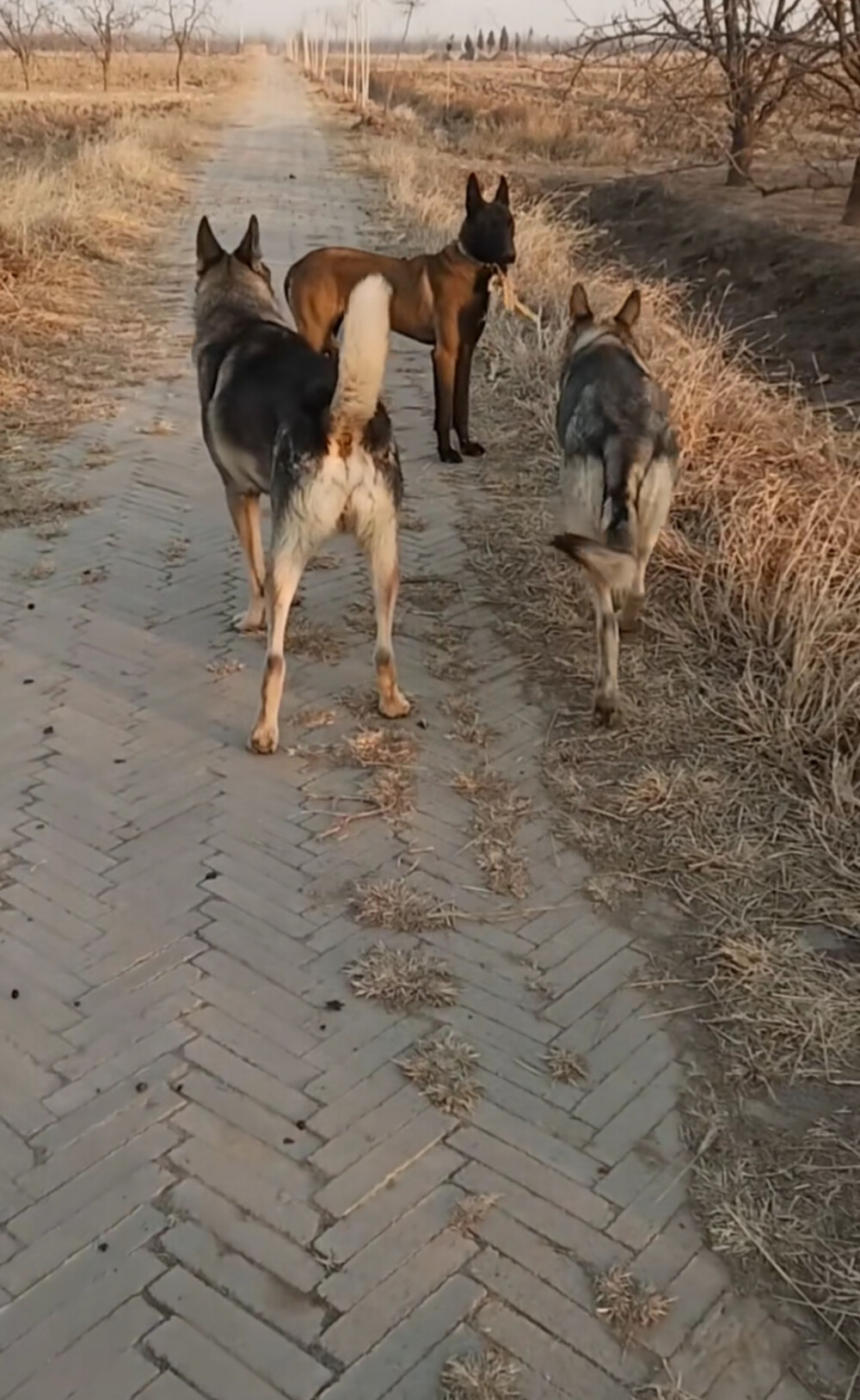 国内犬种老版狼青犬