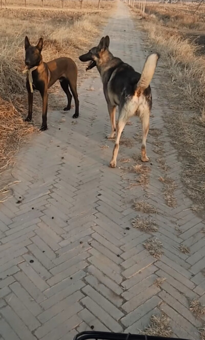 国内犬种老版狼青犬