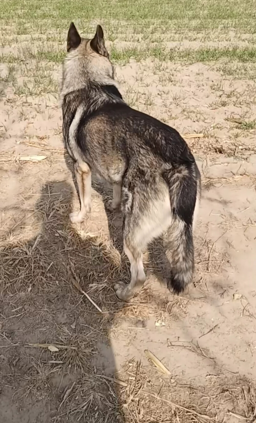 狼青犬