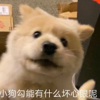 「猫猫狗狗」第二弹～
图源网络侵删