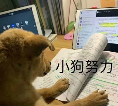 「猫猫狗狗」第二弹～
图源网络侵删