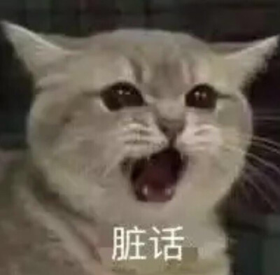 「猫猫狗狗」第二弹～
图源网络侵删