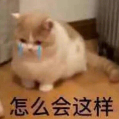 「猫猫狗狗」第二弹～
图源网络侵删