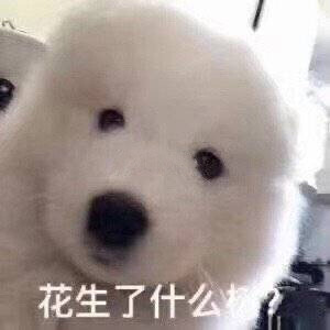 「猫猫狗狗」第二弹～
图源网络侵删