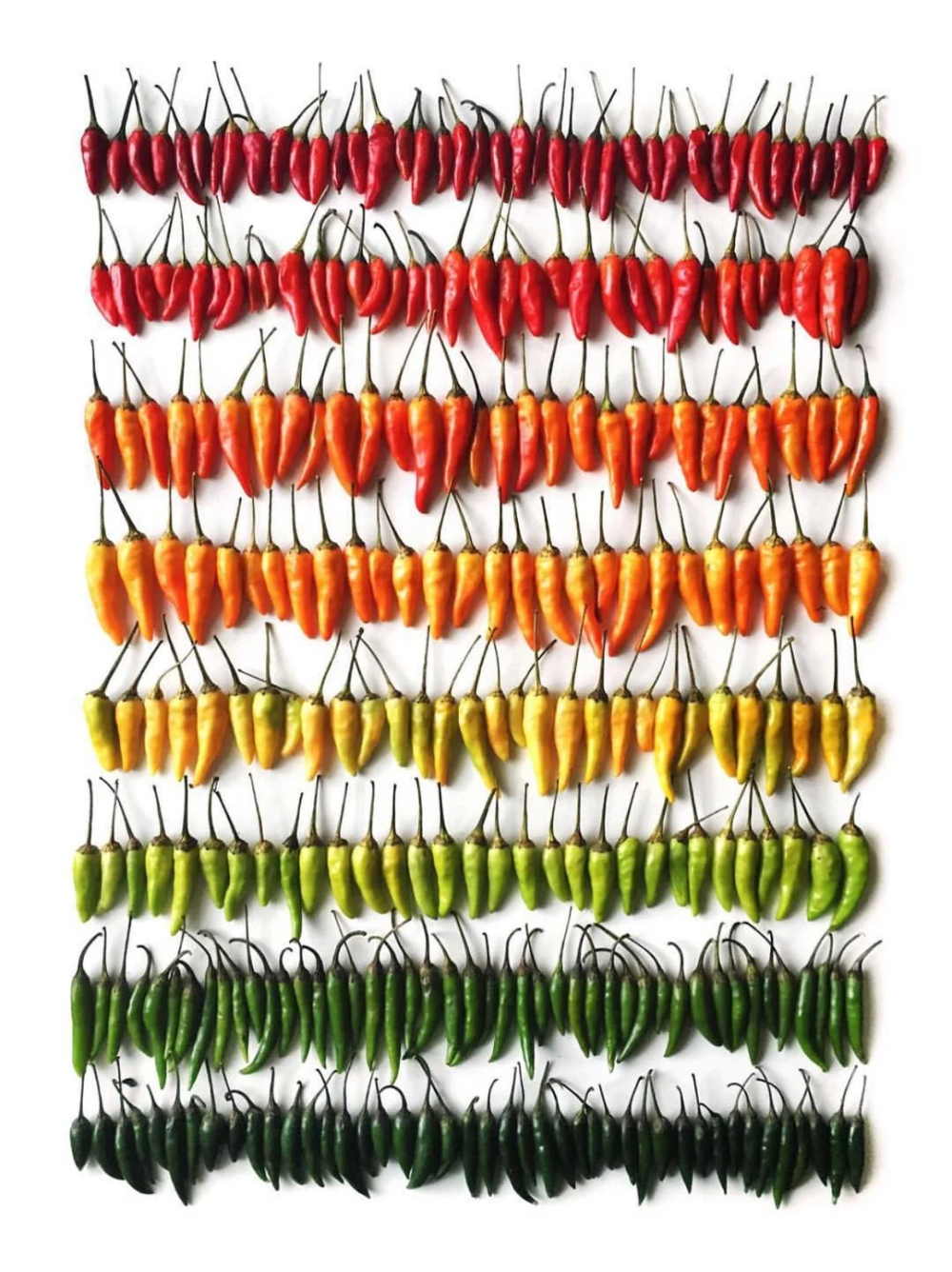 Brittany Wright 加拿大艺术家
她认为食物是一种艺术，专注于饮食文化和美学，通过食材丰富的色彩和形状展示食物的美丽。
