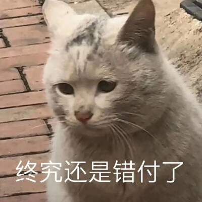 猫咪表情包，啾咪❤️