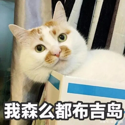 表情包