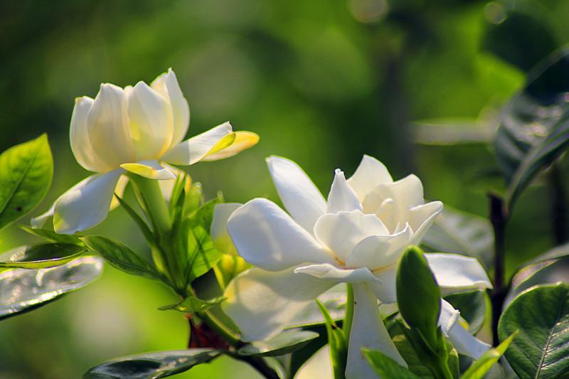 栀子花 花期5-7月