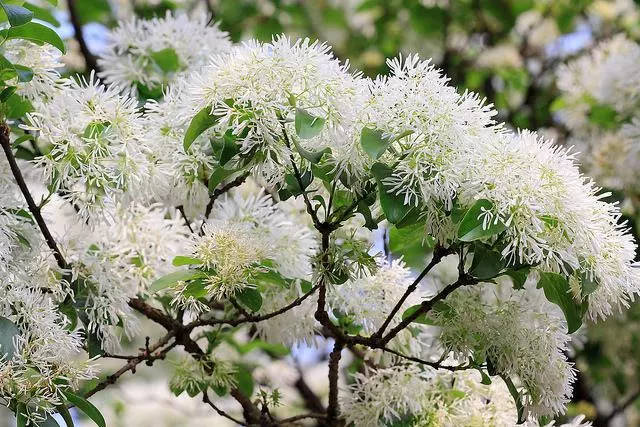 流苏树 花期3-6月