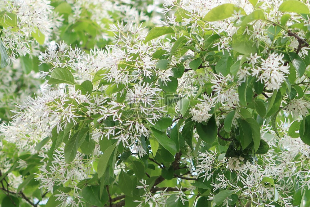 流苏树 花期3-6月