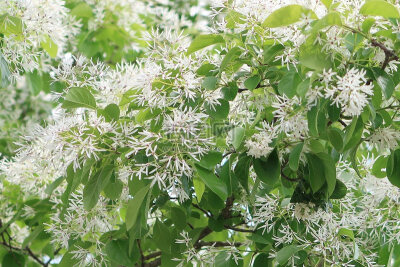 流苏树 花期3-6月