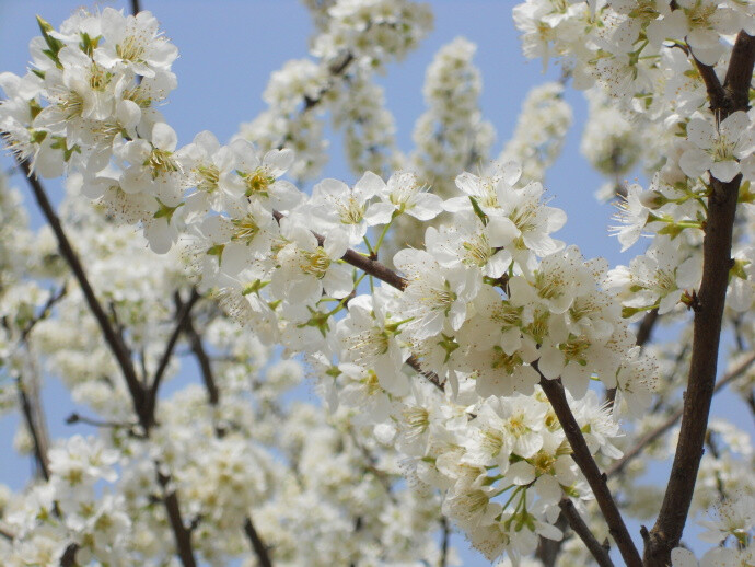 李花 花期4-5月 果期7-8月