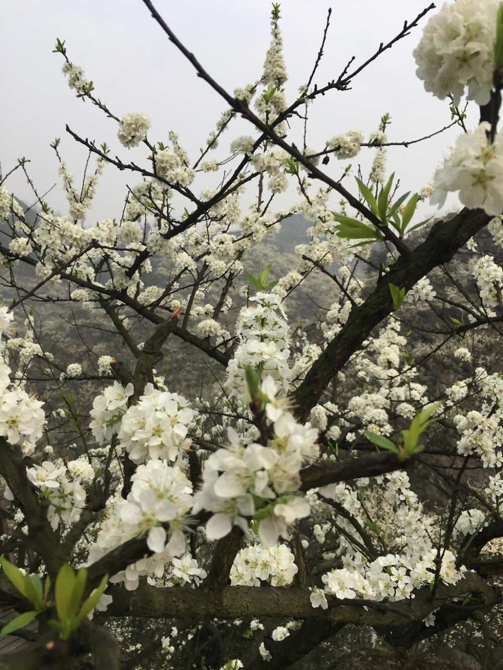 李花 花期4-5月 果期7-8月