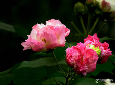 木芙蓉 花期8-10月