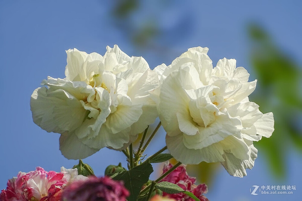 木芙蓉 花期8-10月