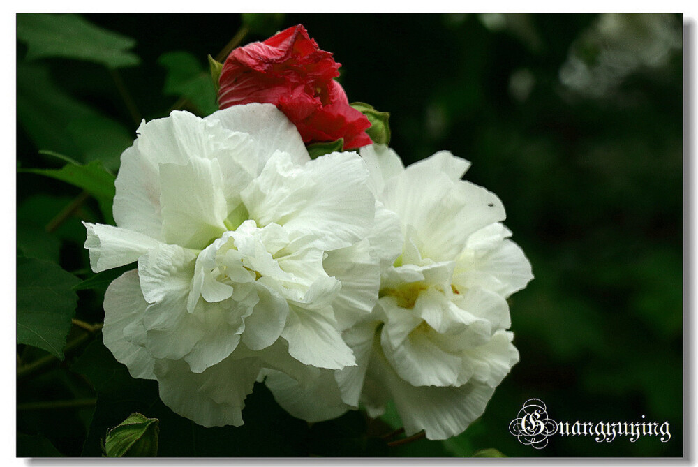 木芙蓉 花期8-10月