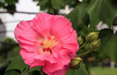 木芙蓉 花期8-10月