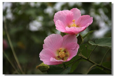 木芙蓉 花期8-10月