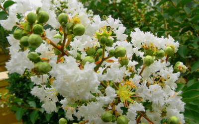 紫薇花 花期6-9月