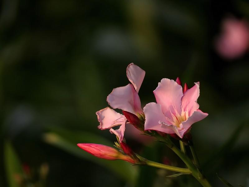 夹竹桃 花期6-10月 整株有毒