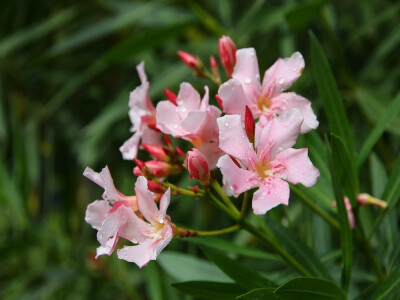 夹竹桃 花期6-10月 整株有毒