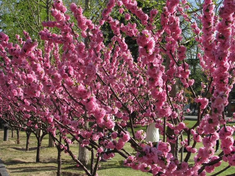 榆叶梅 花期4-5月