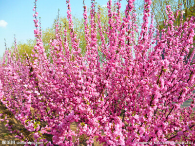 榆叶梅 花期4-5月