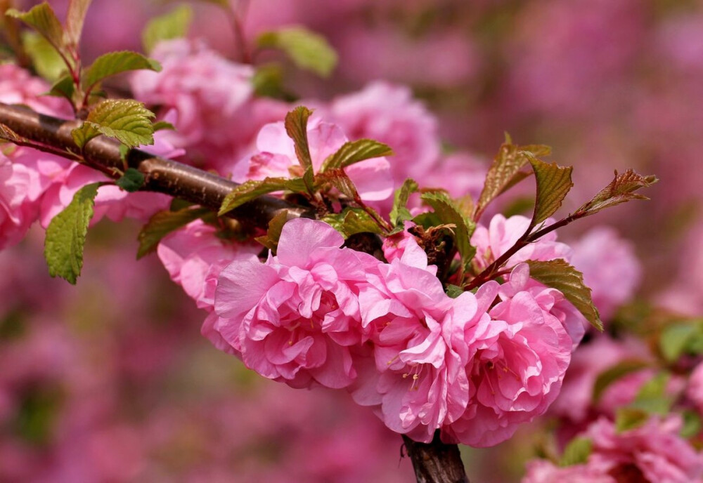 榆叶梅 花期4-5月