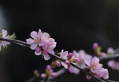 榆叶梅 花期4-5月