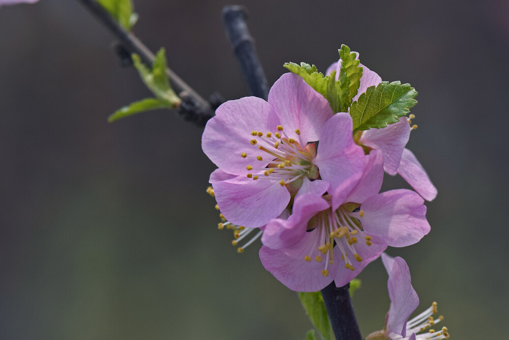 榆叶梅 花期4-5月