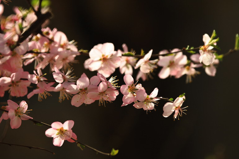 榆叶梅 花期4-5月