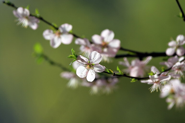 榆叶梅 花期4-5月