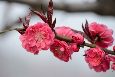 紫叶桃 花期3-4月