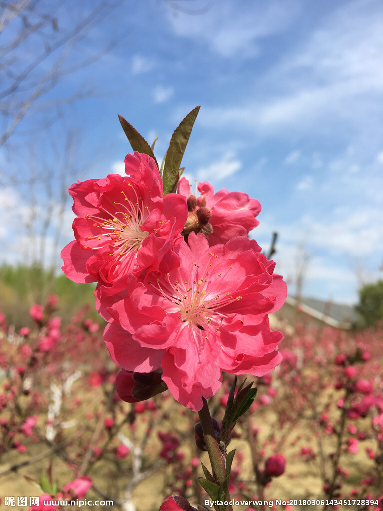 红碧桃 花期4月