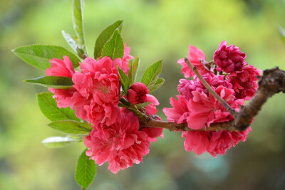 红碧桃 花期4月